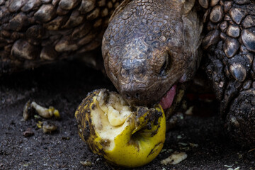 A giant turtle eating an apple, close up showing head