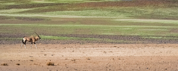 Namibia, view of the Namib desert, beautiful landscape, with an oryx walking
