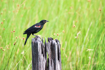 Red-winged Blackbird perched on a tree stump
