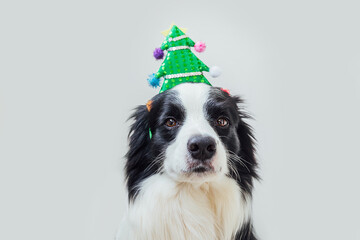 Funny portrait of cute smiling puppy dog border collie wearing Christmas costume green Christmas tree hat isolated on white background. Preparation for holiday. Happy Merry Christmas concept