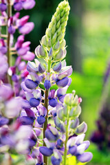 Bright lupine flower in a field in the sun, close-up, selective focus