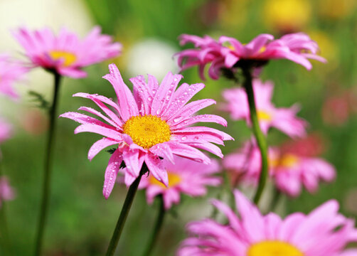 Pink aster flowers in the garden with water drops on the petals. Close-up, selective focus.