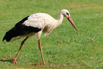 The stork walks on a green glade.