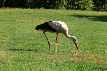 The stork walks on a green glade.