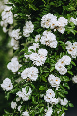 Beautiful curly rare decorative white roses bloom in the garden close-up. Photography of nature.