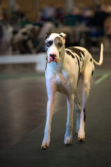 2022-08-01 A BLACK AND WHITE GREAT DANE WALKING DOWN A RUNWAY IN A DOG SHOW ARENA IN PUYALLUP...