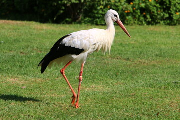 The stork walks on a green glade.