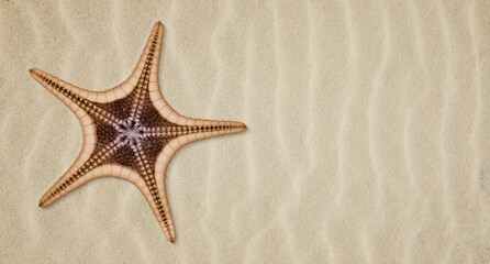 Fototapeta na wymiar The starfish on the sand. Top view with copyspace text area.