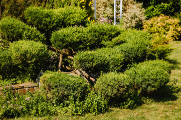 Beautiful bushes, trees of green trimmed juniper grow in a garden, a park in nature. Photography of...