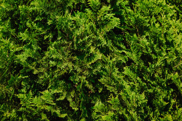 Background, texture of green cypress, arborvitae close-up. Photography of nature.