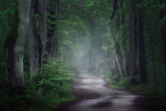 Avenue in old foggy forest
