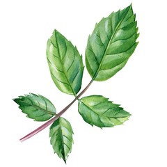 Green leaf, Isolated white background, watercolor painting