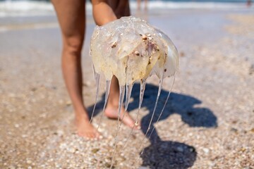 Woman holding jellyfish while standing on the coast