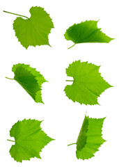 Close up fresh Green grape leaves. Set : grape leaves, isolated. Green grape leaf on white...