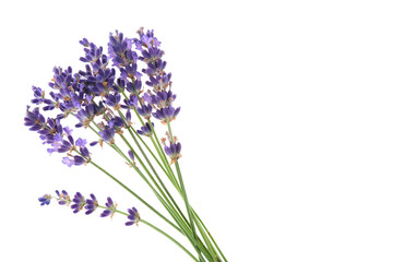 Several lavender flowers isolated on a white background. Small lavender bouquet on white.