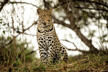 Fototapeta na wymiar Leopard (Panthera pardus) in tree in Mashatu Game Reserve; Botswana; Africa