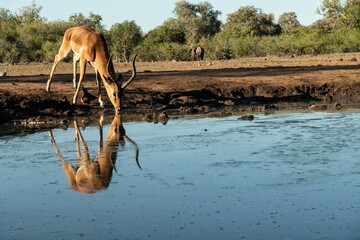Impala (Aepyceros melampus) at waterhole in Mashatu Game Reserve;  Botswana;  Africa