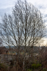 Plantas y vistas del Parque Regional del Curso Medio del río Guadarrama en la Comunidad de Madrid, España