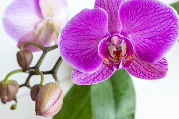 Fototapeta na wymiar Pink orchids flowers on white background, close up. A bloom phalaenopsis orchid for publication, poster, calendar, screensaver, wallpaper, postcard, card, banner, cover, website. High quality photo