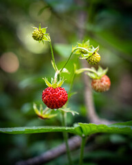 Macro closeup of 
wild strawberry plant in a shaded forest