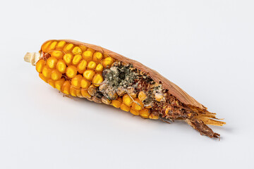 Corn ear with insect damage to kernels. Insect control and prevention, pesticide, and insecticide...