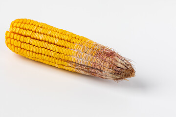 Gibberella ear rot on corn kernels. Fungus, mold, disease damage and prevention concept