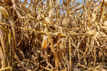 Cornfield with cornstalks broken above ear. Greensnap, brittle snap, wind damage and corn plant...
