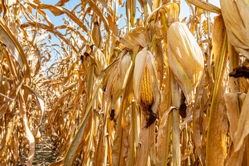 Cornfield during fall harvest. Corn harvest season, farming and agriculture concept