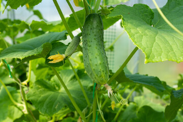 Green cucumbers plant grow in greenhouse, close-up. Organic food agriculture concept. A backing from cucumber plant with cucumbers for branding, calendar, postcard, wallpaper, poster, banner, website