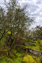 Fototapeta na wymiar Plantas y vistas del Parque Regional del Curso Medio del río Guadarrama en la Comunidad de Madrid, España