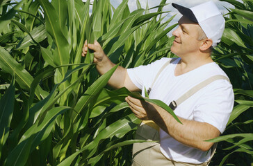 A farmer inspects a field with growing corn, looks at the leaves.