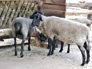 Schafe am Futtertroog