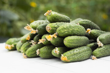 Green ripe cucumbers on white wooden background. Green healthy vegetables