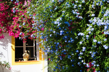 Bougainvillea flowers against a Portuguese house. High quality photo