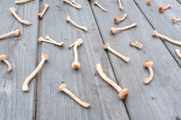 Fresh harvest honey mushrooms on the wooden table background, Concept and idea of food cook rustic still. Still life with mushrooms for publication, poster, screensaver, wallpaper, banner, cover, post