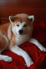akita inu dog lies on the bed at home