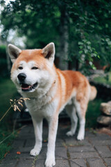 Akita inu dog in the garden