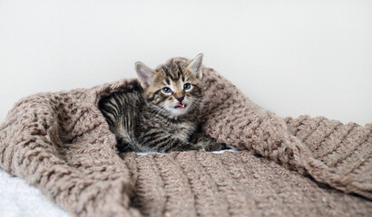Little cute cat covered with knitted blanket.