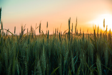 A farmland against the setting sun. A wheat field during sunset. Ripening rye ears against the backdrop of the sun. Cereal cultivation concept.