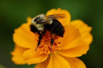 bee on yellow flower