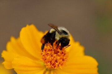 Bee on a yellow flower 