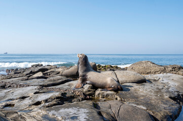 sea lion on the beach