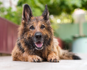 Portrait of a wet German Shepherd dog lying, looking at the camera. Close up, horizontal.