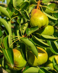 Unripe pears on the tree, close up.