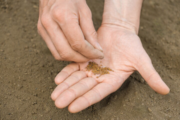 Close up shot of arugula seeds on man's hand.