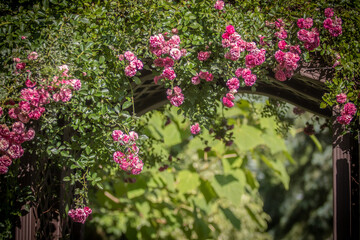 Fototapeta na wymiar Climbing pink roses on a pergola in the garden