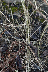 Old boards, overgrown with moss and dry grass, background location ruined wooden house. High quality photo