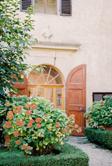 Fototapeta na wymiar Blooming hydrangea grows in the garden near the old villa. Italy, Florence