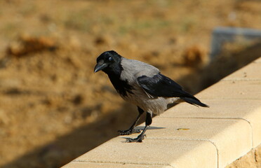 Crow in the city park by the sea.