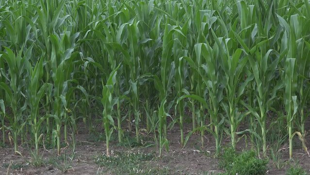 Detail of cornfield culture in the summertime